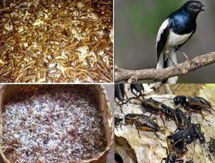 Makanan Burung Kacer