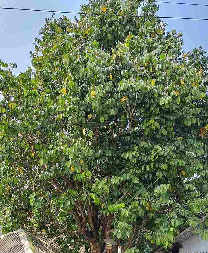 Pohon duku Desa Klompangan